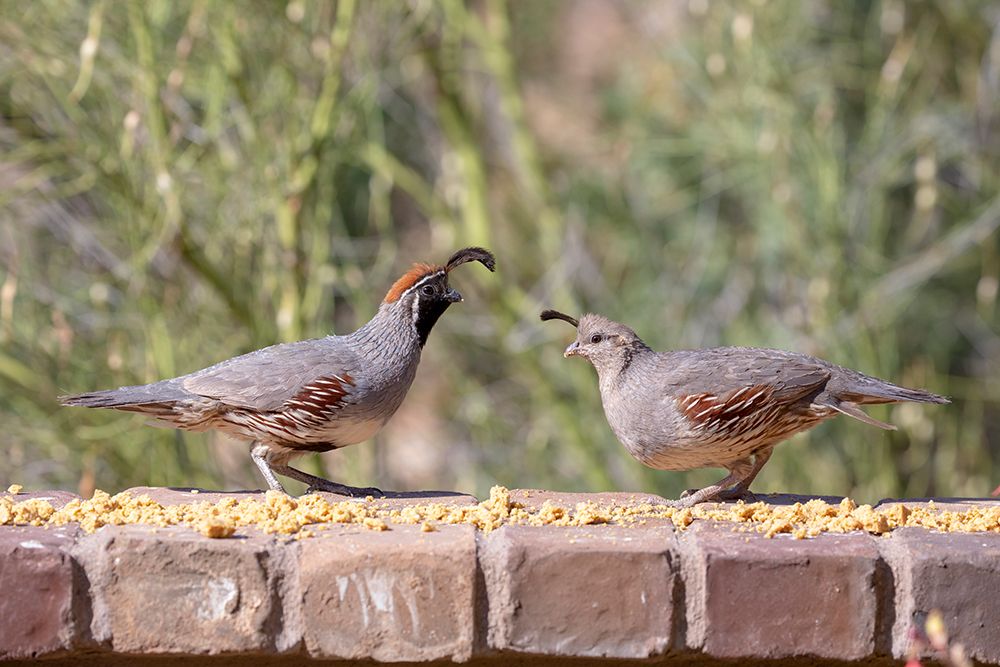 USA-Arizona-Buckeye-Pair of Gambels quail feeding on brick wall